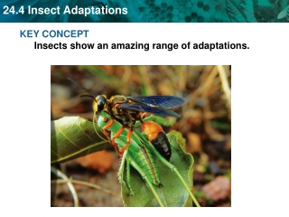 KEY CONCEPT  Insects show an amazing range of adaptations.