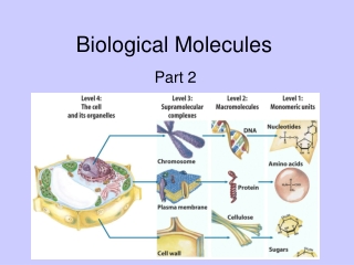 Biological Molecules