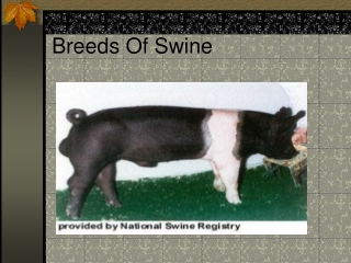 Breeds Of Swine