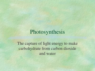 Photosynthesis