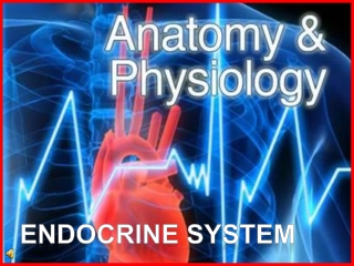 Endocrine system