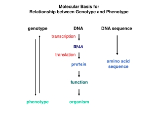 Molecular Basis for Relationship between Genotype and Phenotype