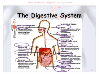 The Digestive System