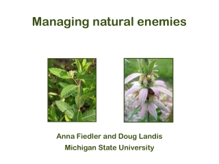 Managing natural enemies