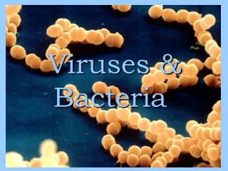 Viruses &amp; Bacteria