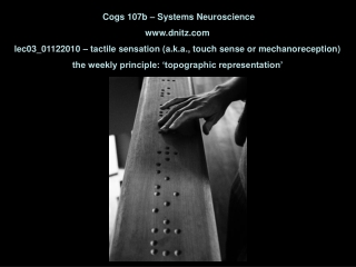 Cogs 107b – Systems Neuroscience dnitz