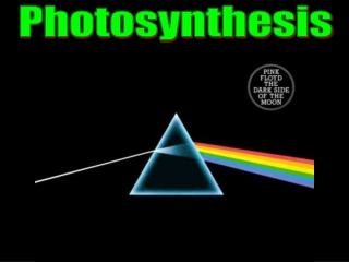 Photosynthesis