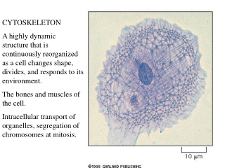 CYTOSKELETON