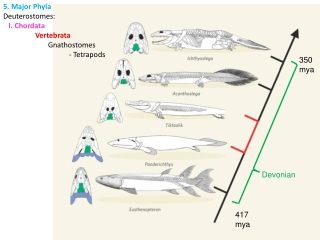 5. Major Phyla Deuterostomes:    l. Chordata 	Vertebrata 	       Gnathostomes 		 - Tetrapods