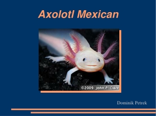 Axolotl Mexican