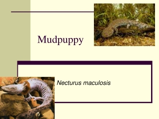 Mudpuppy