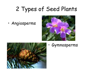 2 Types of Seed Plants