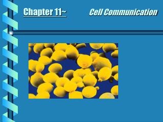 Chapter 11~ Cell Communication