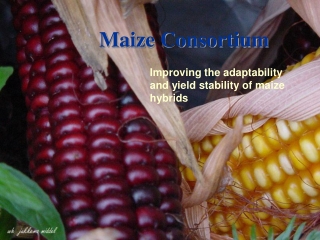 Maize Consortium