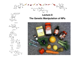 Lecture 8 The Genetic Manipulation of NPs