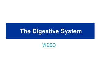 The Digestive System