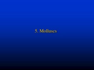 5.  Molluscs