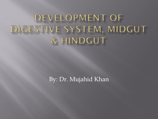 Development of digestive system, midgut &amp; hindgut