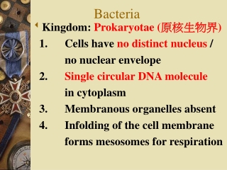 Bacteria