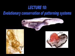 LECTURE 10:  Evolutionary conservation of patterning systems