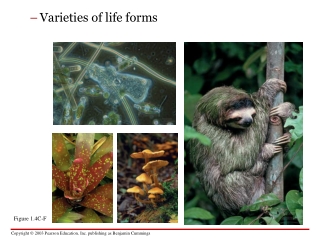 Varieties of life forms