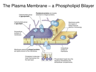 The Plasma Membrane – a Phospholipid Bilayer