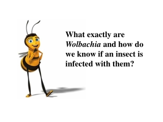 What exactly are  Wolbachia  and how do we know if an insect is infected with them?