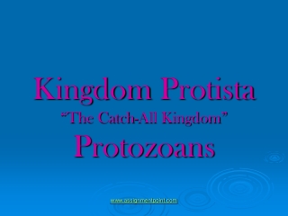 Kingdom  Protista “The Catch-All Kingdom”  Protozoans