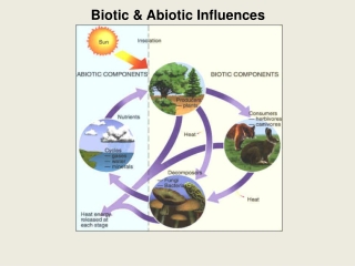 Biotic &amp; Abiotic Influences