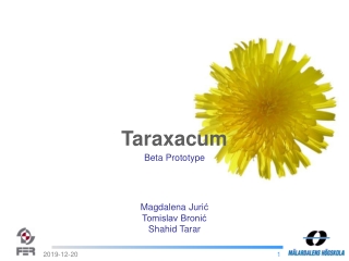 Taraxacum