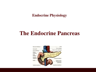 Endocrine Physiology The Endocrine Pancreas