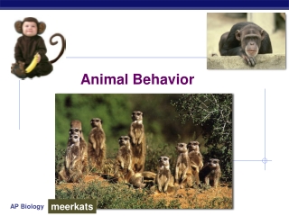 Animal Behavior