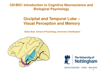 Occipital and Temporal Lobe – Visual Perception and Memory