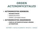 ORDEN ACTINOMYCETALES