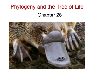 Phylogeny and the Tree of Life