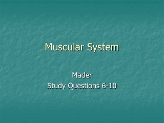 Muscular System