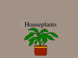 Houseplants