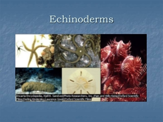 Echinoderms