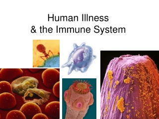 Human Illness  &amp; the Immune System