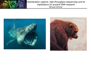 Hybridization capture, high-throughput sequencing and its implications for ancient DNA research