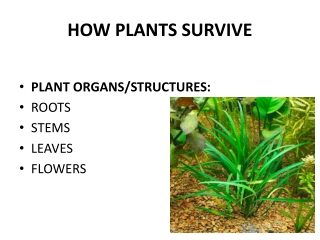 HOW PLANTS SURVIVE