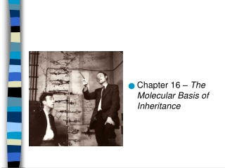 Chapter 16 –  The Molecular Basis of Inheritance