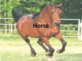 Horse