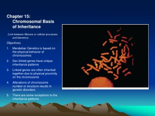 Chapter 15:  Chromosomal Basis of Inheritance