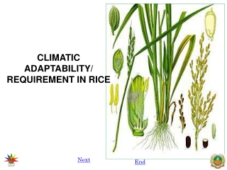 CLIMATIC ADAPTABILITY/ REQUIREMENT IN RICE