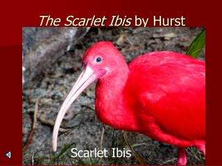 The Scarlet Ibis  by Hurst