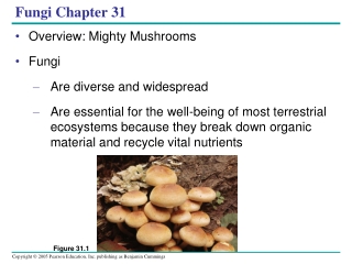 Fungi Chapter 31