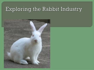 Exploring the Rabbit Industry