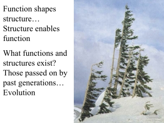 Function shapes structure… Structure enables function