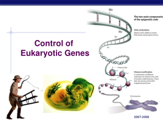 Control of  Eukaryotic Genes